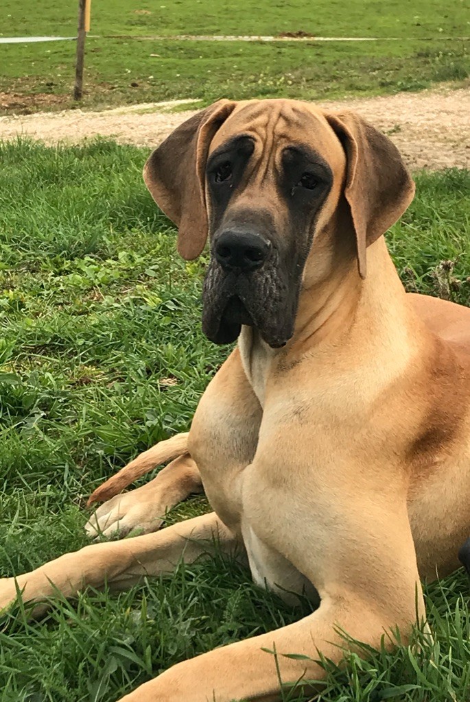 Petrouchka De La Charme Aux Lièvres