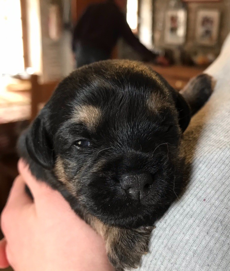 De La Charme Aux Lièvres - Border Terrier - Portée née le 18/04/2021