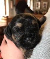 CHIOT
